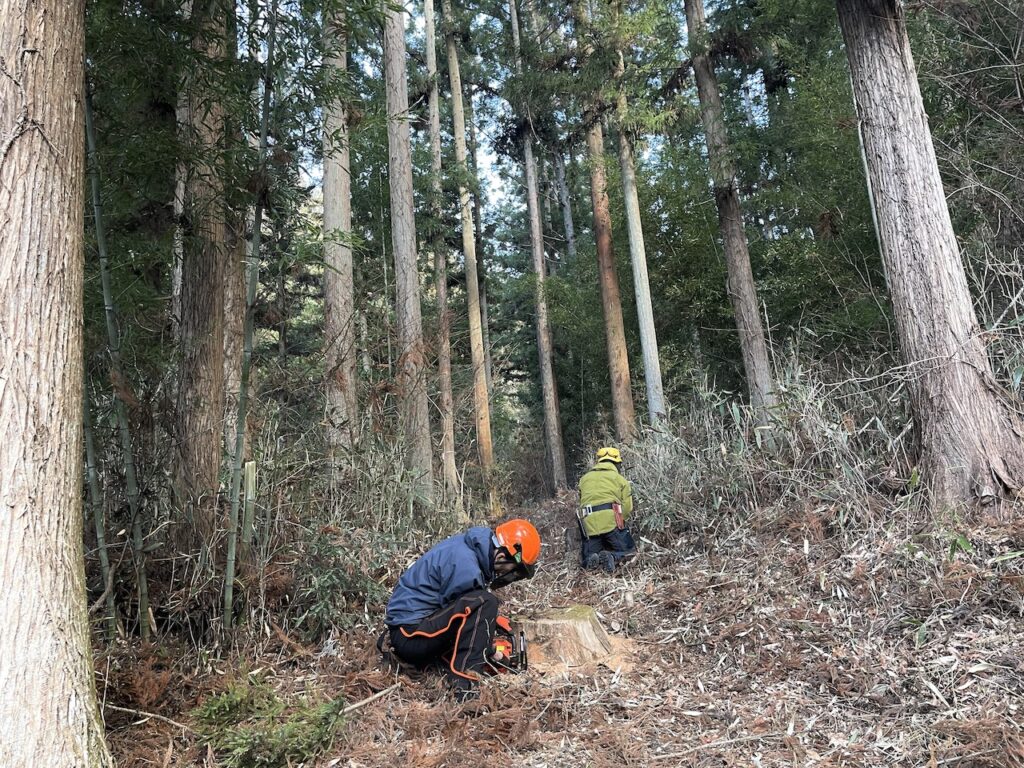 やまびこが通れるよう、切り株を整える。
